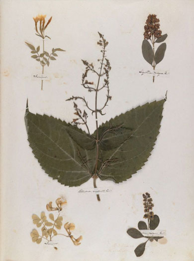 Emily Dickinson - Herbarium - page 04