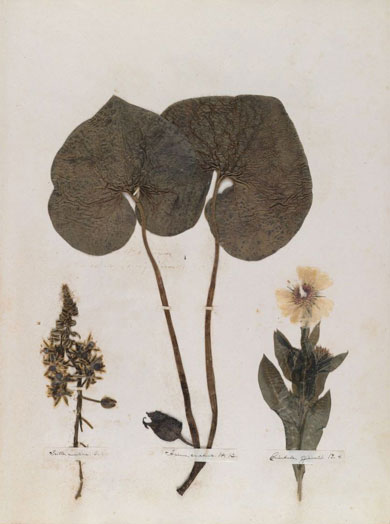 Emily Dickinson - Herbarium - page 05