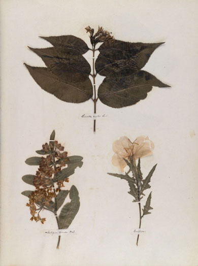 Emily Dickinson - Herbarium - page 06