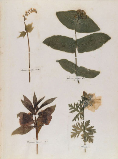 Emily Dickinson - Herbarium - page 07