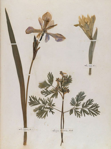 Emily Dickinson - Herbarium - page 08