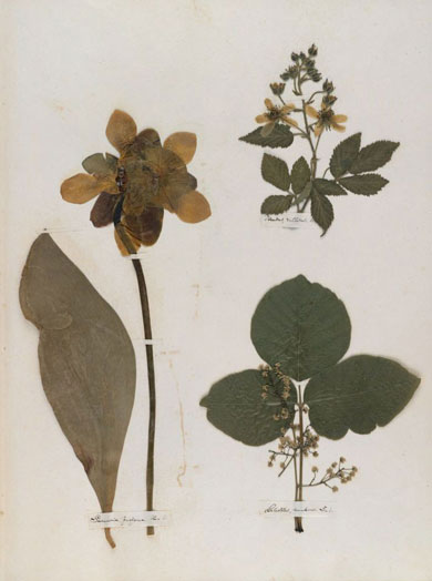 Emily Dickinson - Herbarium - page 09