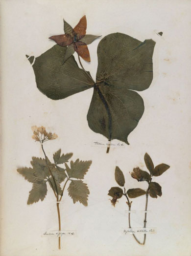 Emily Dickinson - Herbarium - page 10
