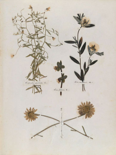 Emily Dickinson - Herbarium - page 11