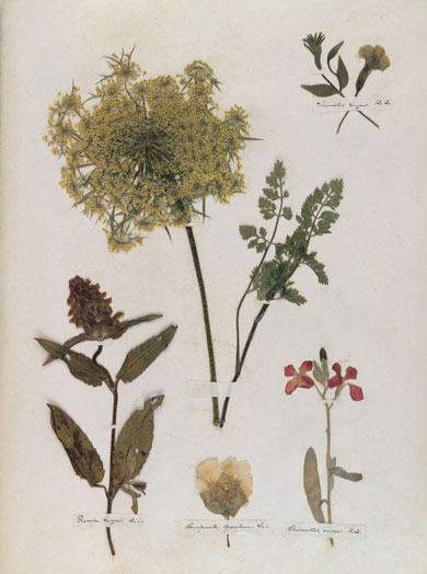 Emily Dickinson - Herbarium - page 12