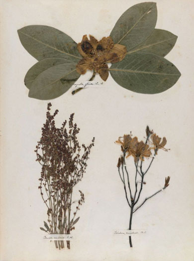 Emily Dickinson - Herbarium - page 13