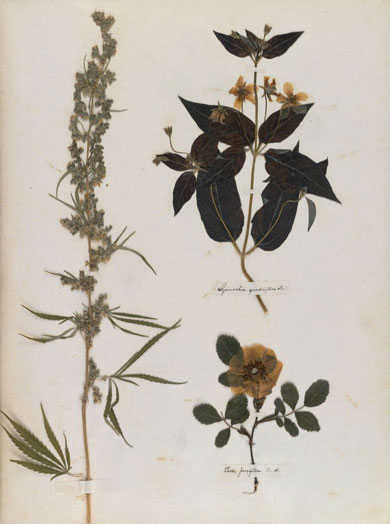 Emily Dickinson - Herbarium - page 14