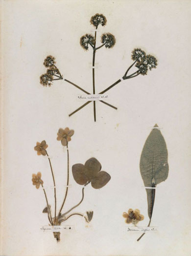 Emily Dickinson - Herbarium - page 15