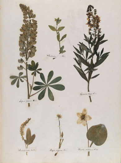 Emily Dickinson - Herbarium - page 16