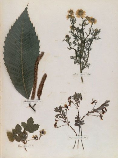 Emily Dickinson - Herbarium - page 17