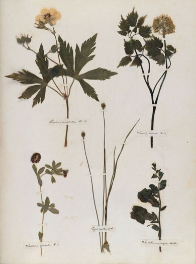 Emily Dickinson - Herbarium - page 18