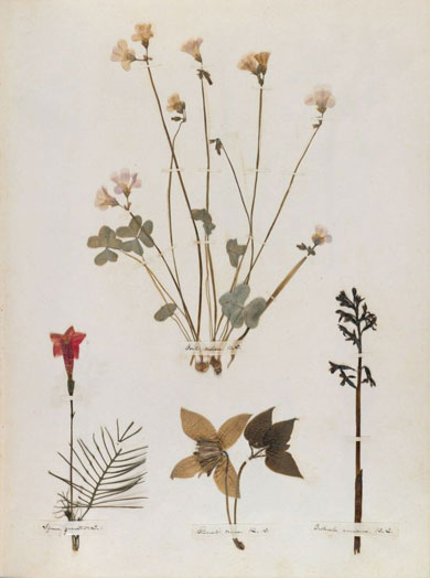 Emily Dickinson - Herbarium - page 19