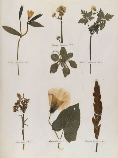 Emily Dickinson - Herbarium - page 20