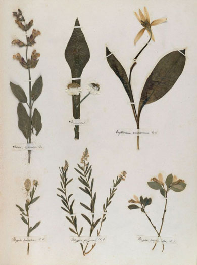 Emily Dickinson - Herbarium - page 21