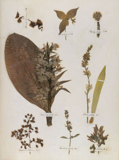Emily Dickinson - Herbarium - page 22