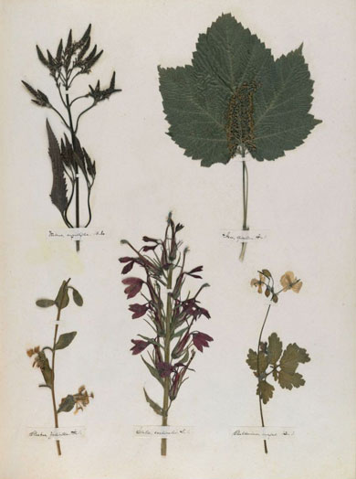 Emily Dickinson - Herbarium - page 23