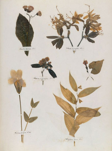 Emily Dickinson - Herbarium - page 24