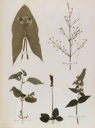 Emily Dickinson - Herbarium - page 25