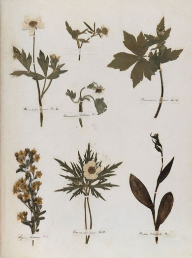 Emily Dickinson - Herbarium - page 26
