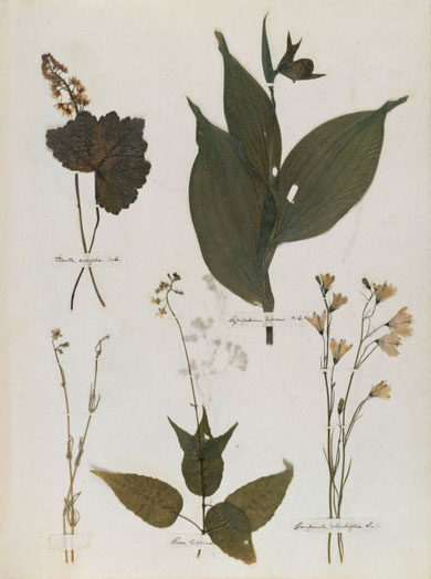 Emily Dickinson - Herbarium - page 27
