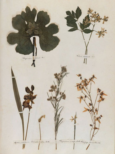 Emily Dickinson - Herbarium - page 28