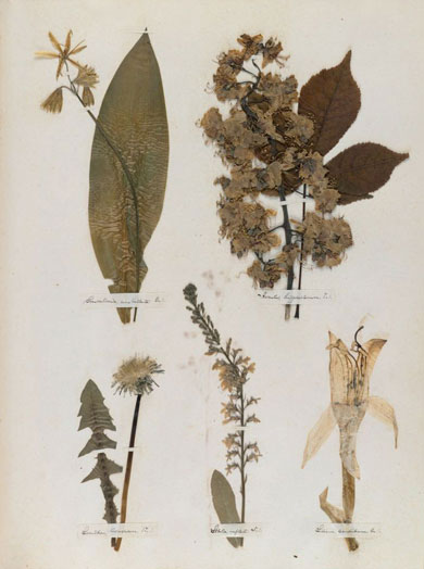 Emily Dickinson - Herbarium - page 29