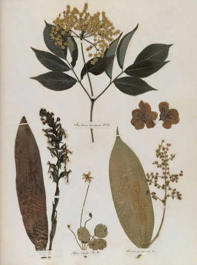Emily Dickinson - Herbarium - page 30