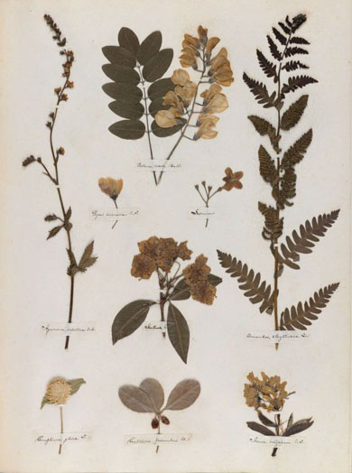 Emily Dickinson - Herbarium - page 31