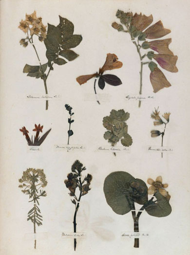 Emily Dickinson - Herbarium - page 32