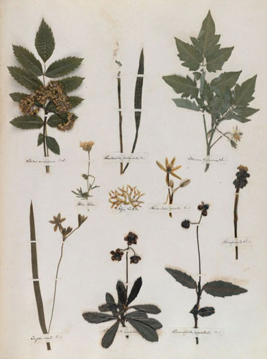 Emily Dickinson - Herbarium - page 33