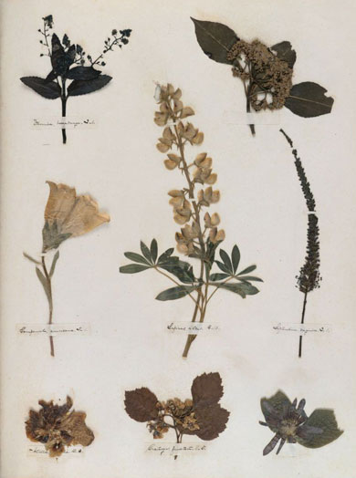 Emily Dickinson - Herbarium - page 34
