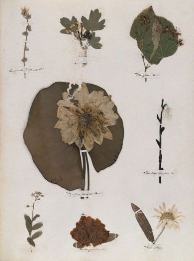 Emily Dickinson - Herbarium - page 35