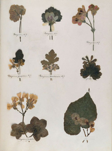Emily Dickinson - Herbarium - page 36