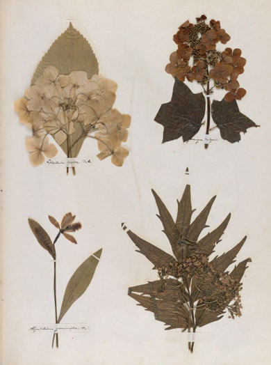 Emily Dickinson - Herbarium - page 37