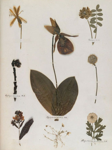 Emily Dickinson - Herbarium - page 38