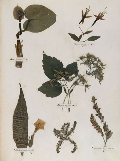 Emily Dickinson - Herbarium - page 39