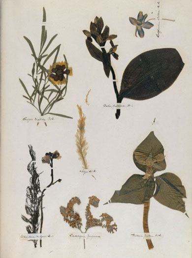 Emily Dickinson - Herbarium - page 40
