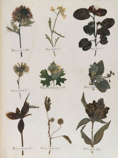 Emily Dickinson - Herbarium - page 41