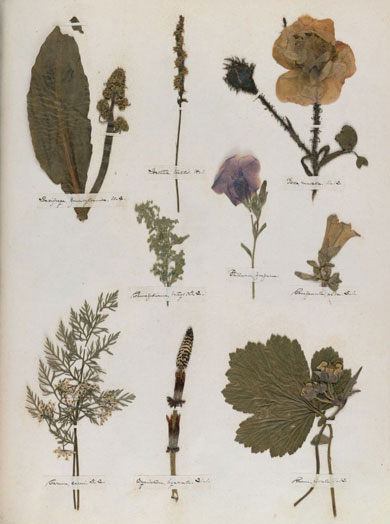 Emily Dickinson - Herbarium - page 42
