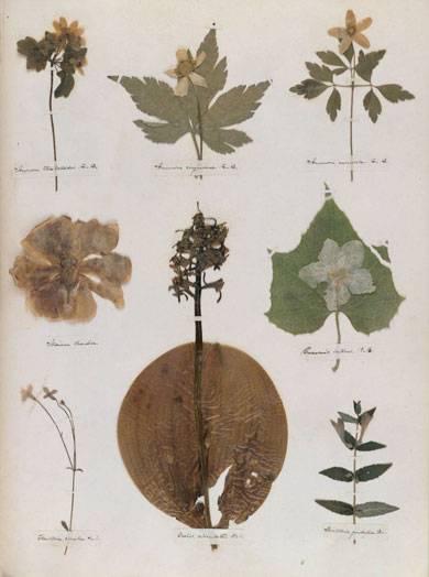 Emily Dickinson - Herbarium - page 43