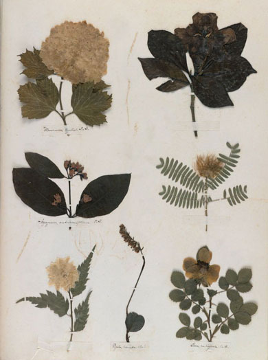 Emily Dickinson - Herbarium - page 44