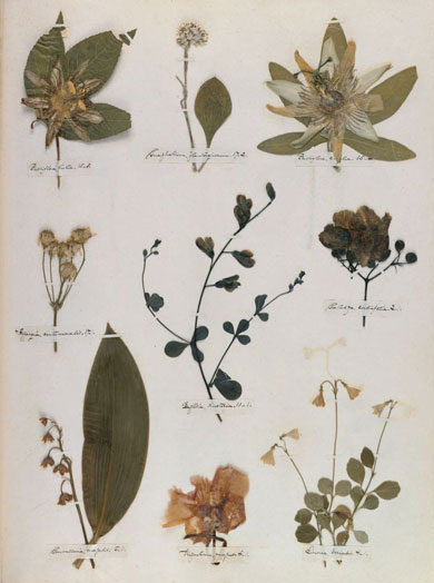 Emily Dickinson - Herbarium - page 45