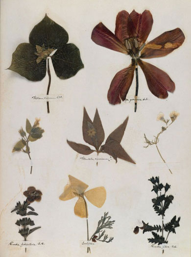Emily Dickinson - Herbarium - page 46