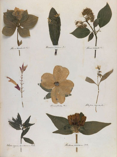 Emily Dickinson - Herbarium - page 47
