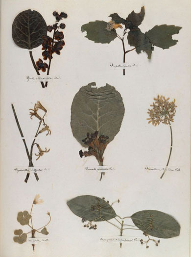 Emily Dickinson - Herbarium - page 48