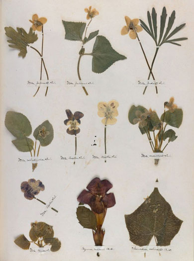 Emily Dickinson - Herbarium - page 49