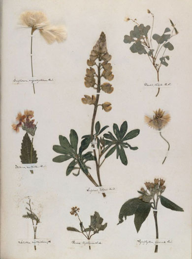 Emily Dickinson - Herbarium - page 50