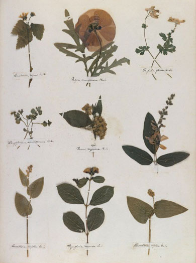 Emily Dickinson - Herbarium - page 51