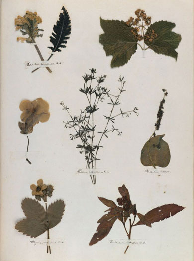 Emily Dickinson - Herbarium - page 52
