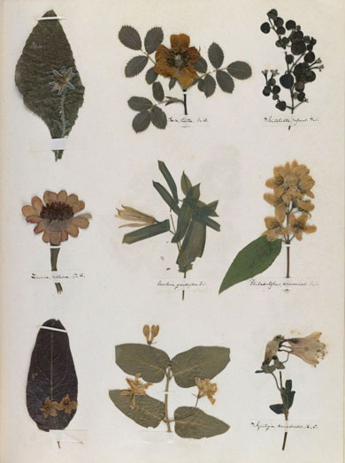 Emily Dickinson - Herbarium - page 53